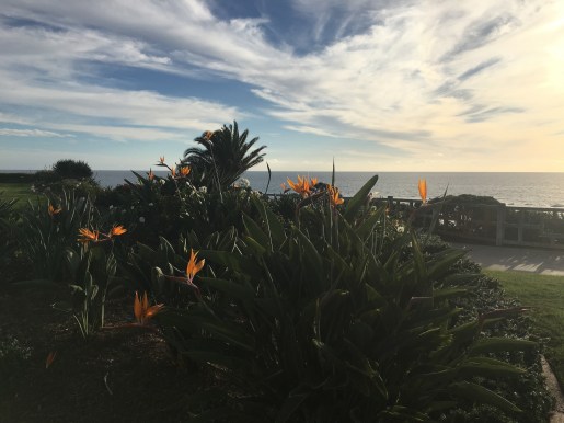 profiles-of-birds-of-paradise